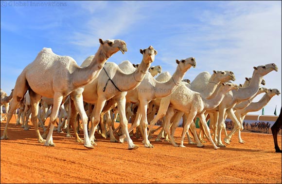 Saudi Arabia Announces the Worlds Biggest Heritage Festival and Camel Beauty Contest