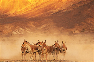 Prince Mohammed bin Salman Royal Reserve brings back the Onager to the Kingdom of Saudi Arabia after 100+ year absence