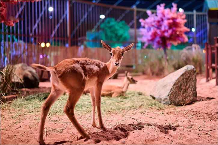 �Forest Wonders' Offers Unique Blend of Entertainment and Education at Jeddah Season