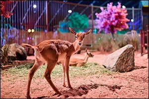 ‘Forest Wonders' Offers Unique Blend of Entertainment and Education at Jeddah Season