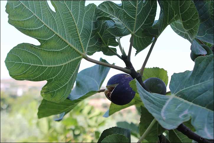 Fig Festival in Tunisia Celebrates Local Produce, Heritage