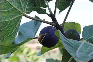 Fig Festival in Tunisia Celebrates Local Produce, Heritage