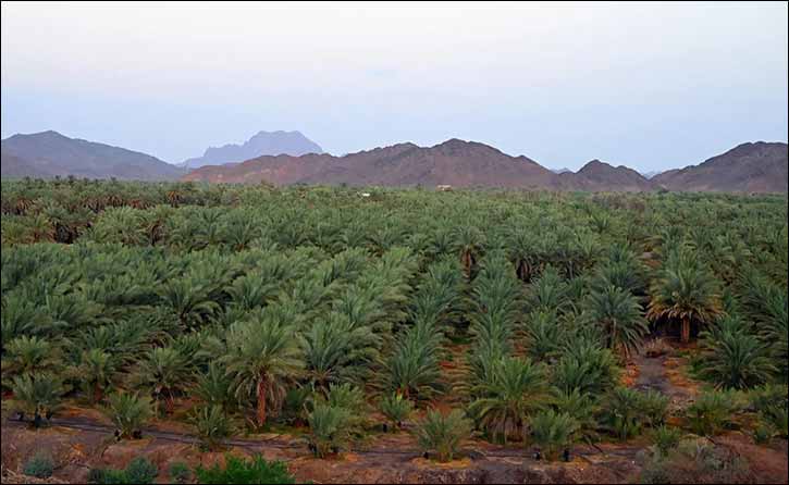 Madinah's Jadad: a Harvest of Tradition