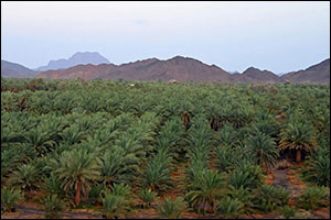 Madinah's Jadad: a Harvest of Tradition