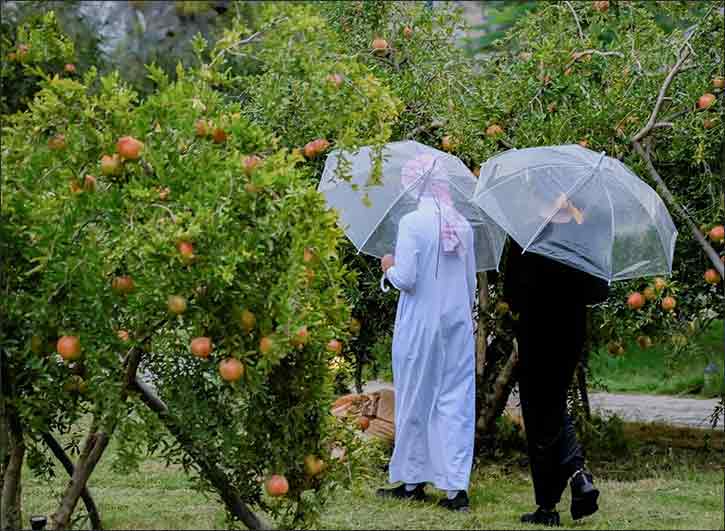 Al-Baha Pomegranate Farms: A Valuable Agricultural and Economic Resource