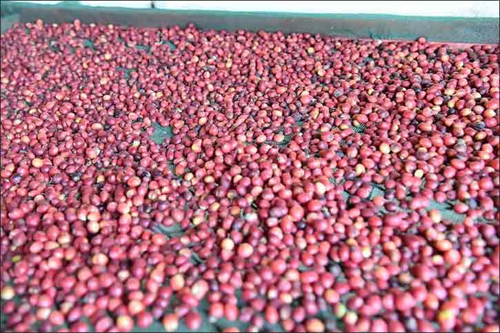 Jazan Coffee Cooperative Supports Thousands of Farmers