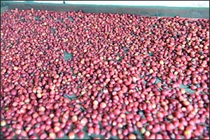 Jazan Coffee Cooperative Supports Thousands of Farmers