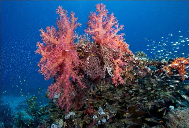 Red Sea: Home to the World's Fourth Largest Coral Reef System