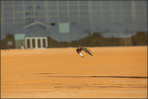 Fourth Round of Melwah Racing at Saudi Falcons Exhibition Sees 40 Competitors