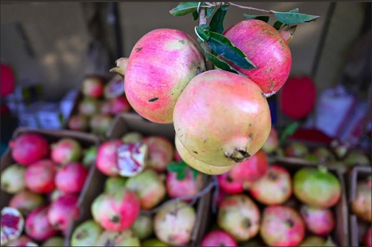 Qassim Region Harvests Over 10,000 Tons of High-Quality Pomegranates
