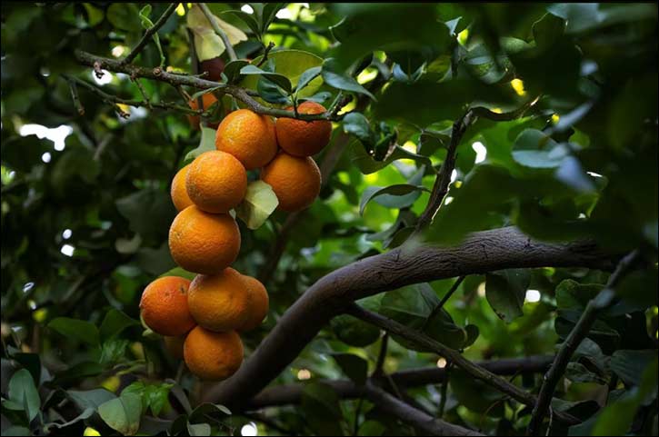 Najrani Oranges and Citrus Production Solidify Region's Role in Food Security