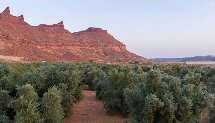On World Olive Tree Day, Saudi Arabia's Olive Production Surpasses 351,000 Tons