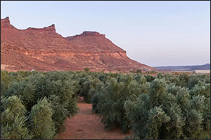 On World Olive Tree Day, Saudi Arabia's Olive Production Surpasses 351,000 Tons