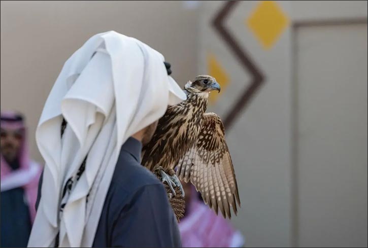 Fourth Day of King Abdulaziz Falconry Festival Sees 227 Falcons Compete in Seven Rounds for Local Amateurs