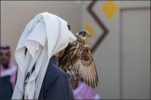 Fourth Day of King Abdulaziz Falconry Festival Sees 227 Falcons Compete in Seven Rounds for Local Amateurs