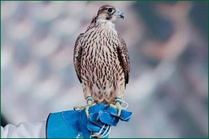 Mazayen Beauty Contest Starts at King Abdulaziz Falconry Festival