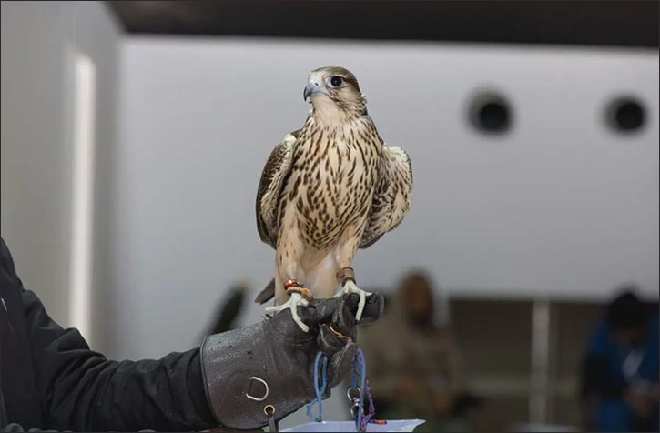Elite Local Falconers Crowned with 12 Cups at King Abdulaziz Falconry Festival