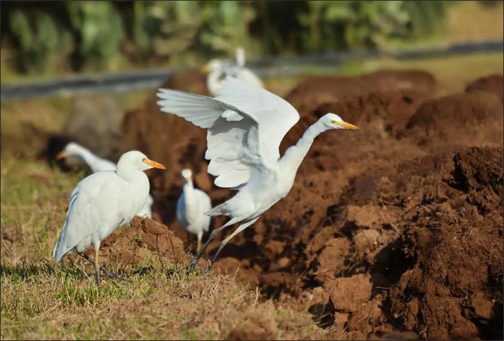 Cattle Egret Flocks Grace Najran Farms in Winter Migration