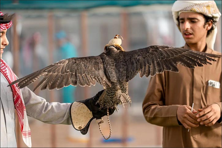 Imam Turki bin Abdullah Royal Reserve Authority Participates in Ninth Qassim Falcons Festival in Al-Asyah
