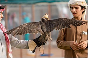 Imam Turki bin Abdullah Royal Reserve Authority Participates in Ninth Qassim Falcons Festival in Al-Asyah