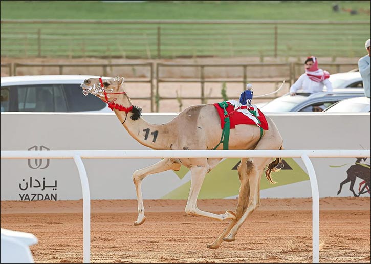 Under the Patronage of Custodian of the Two Holy Mosques, Riyadh Governor Attends Closing of 3rd Custodian of the Two Holy Mosques Camel Festival