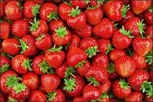 National Strawberry Season Launched to Support Local Agricultural Products
