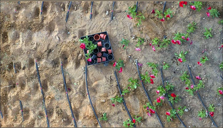 Hail Municipality Enhances Urban Landscape with Beautification Initiatives for Eid Al-Fitr