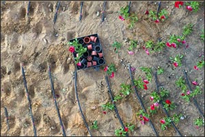 Hail Municipality Enhances Urban Landscape with Beautification Initiatives for Eid Al-Fitr