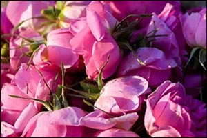 Saudi Reef Reports 15% Growth in Rose Production