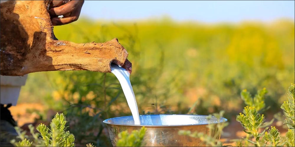 Camel Milk: A Seasonal Staple Reviving Spring Traditions in Northern Borders