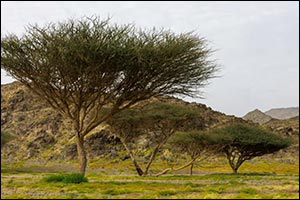 Spring Atmosphere Draws Visitors to Southern Umluj Governorate