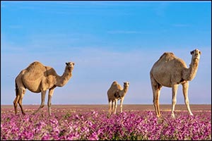 Camels: Essential Pillars of Northern Borders Region's Economy