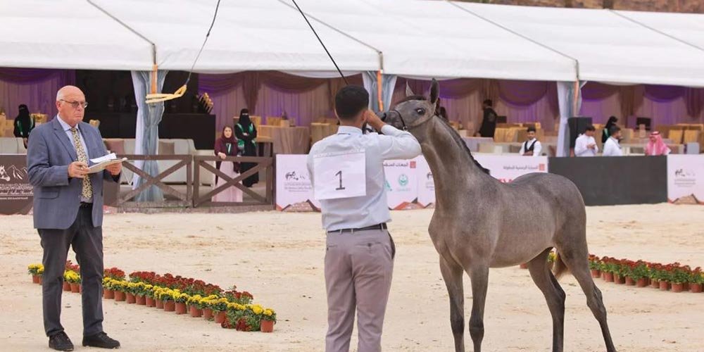 Hail International Arabian Horse Beauty Championship Opens with Over 280 Horses
